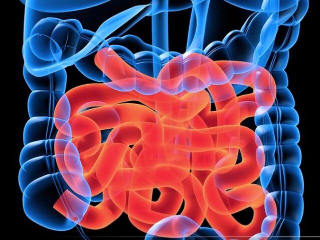 Paraziták a vékonybélben