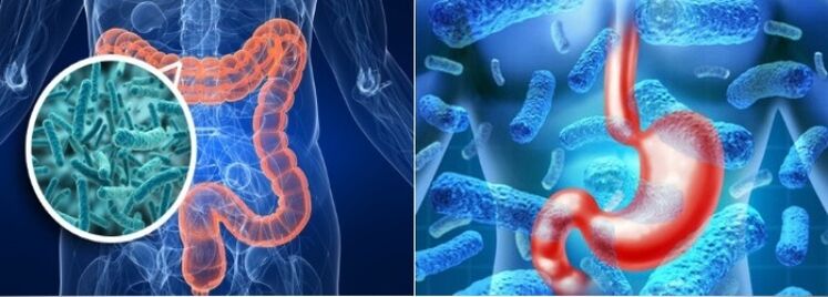 Széles galandféreg