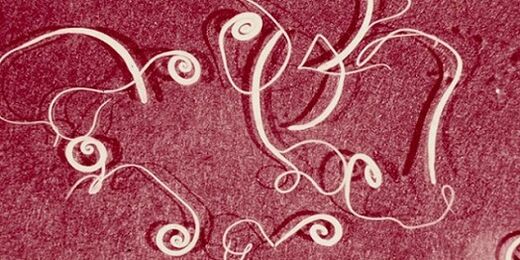 fénykép az emberi testből származó parazitákról