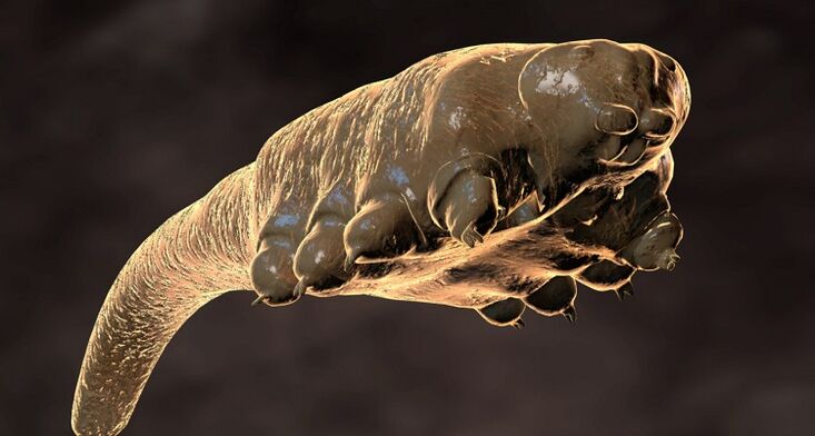 szubkután parazita demodex atka