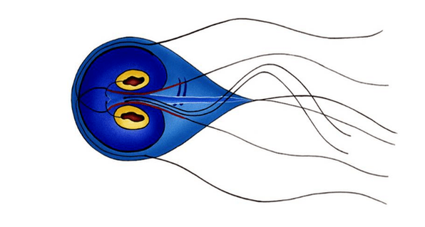Bél Giardia